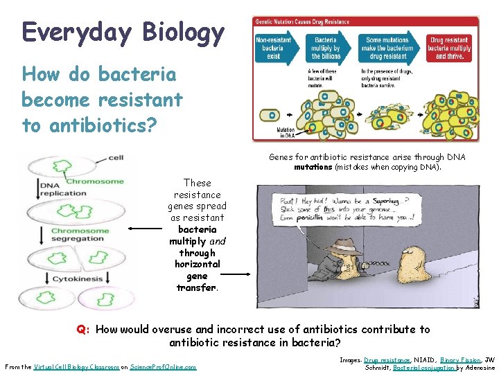 Everyday Biology How do bacteria become resistant to antibiotics? Genes for antibiotic resistance arise