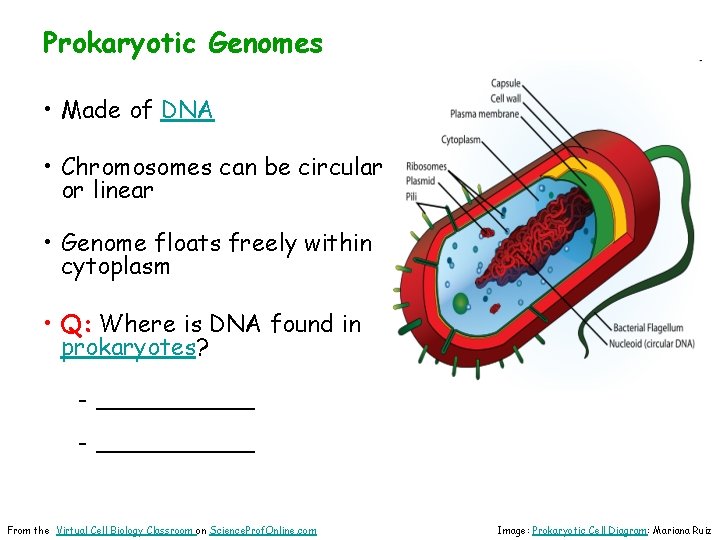 Prokaryotic Genomes • Made of DNA • Chromosomes can be circular or linear •