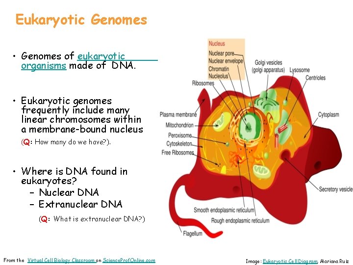 Eukaryotic Genomes • Genomes of eukaryotic organisms made of DNA. • Eukaryotic genomes frequently