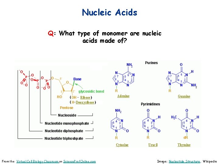 Nucleic Acids Q: What type of monomer are nucleic acids made of? From the