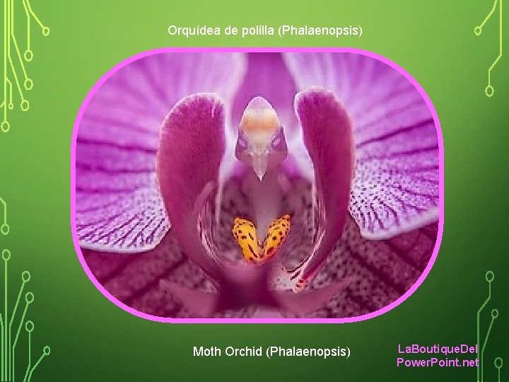 Orquídea de polilla (Phalaenopsis) Moth Orchid (Phalaenopsis) La. Boutique. Del Power. Point. net 