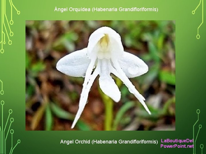 Ángel Orquídea (Habenaria Grandifloriformis) Angel Orchid (Habenaria Grandifloriformis) La. Boutique. Del Power. Point. net