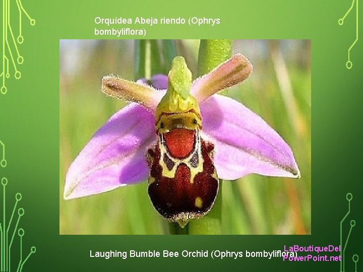 Orquídea Abeja riendo (Ophrys bombyliflora) La. Boutique. Del Laughing Bumble Bee Orchid (Ophrys bombyliflora)