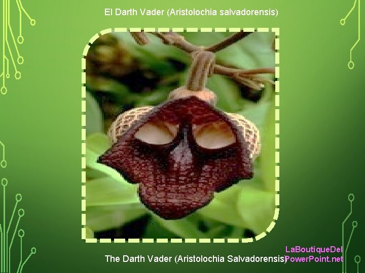 El Darth Vader (Aristolochia salvadorensis) La. Boutique. Del The Darth Vader (Aristolochia Salvadorensis)Power. Point.