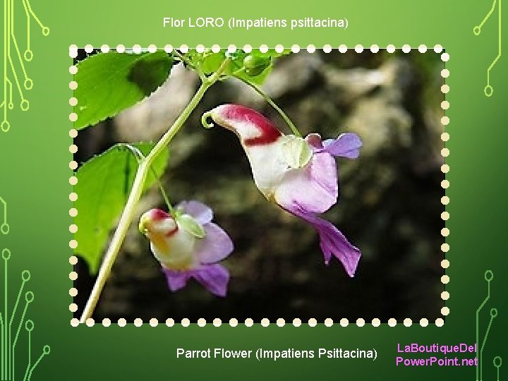 Flor LORO (Impatiens psittacina) Parrot Flower (Impatiens Psittacina) La. Boutique. Del Power. Point. net