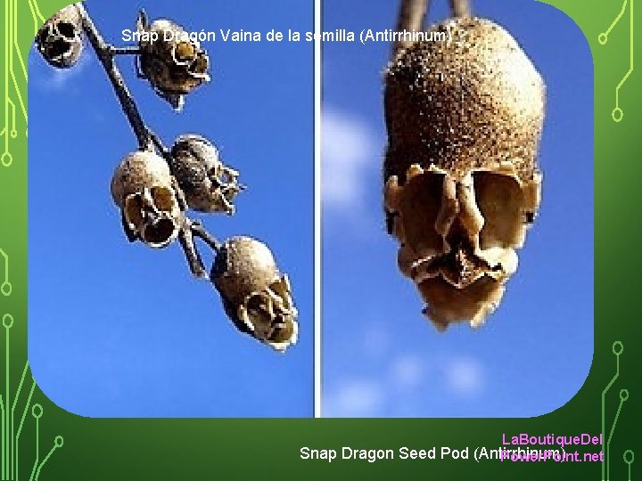 Snap Dragón Vaina de la semilla (Antirrhinum) La. Boutique. Del Snap Dragon Seed Pod
