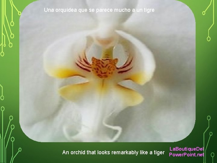 Una orquídea que se parece mucho a un tigre La. Boutique. Del An orchid