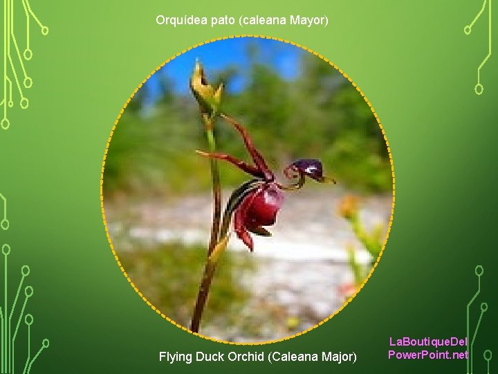 Orquídea pato (caleana Mayor) Flying Duck Orchid (Caleana Major) La. Boutique. Del Power. Point.