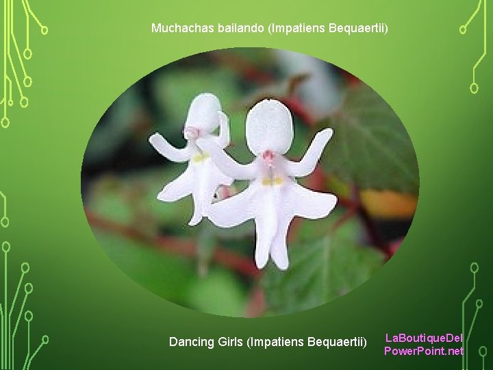 Muchachas bailando (Impatiens Bequaertii) Dancing Girls (Impatiens Bequaertii) La. Boutique. Del Power. Point. net