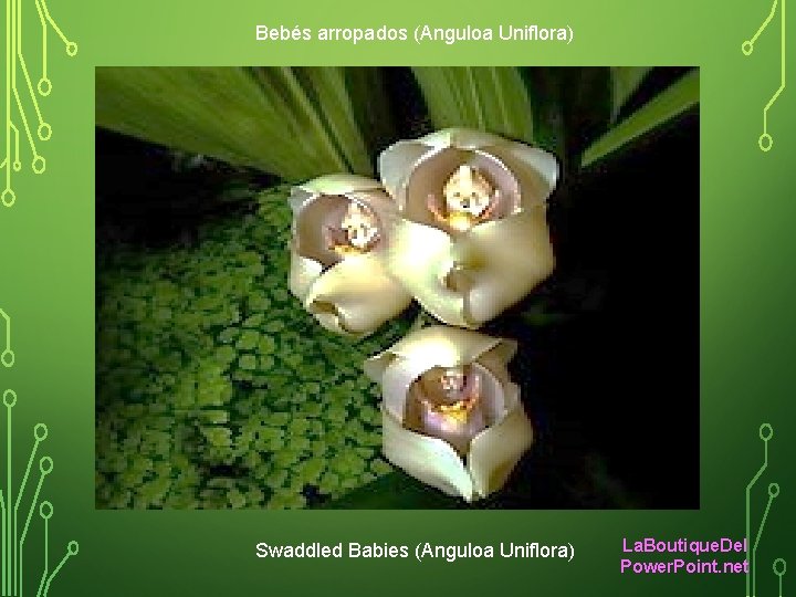 Bebés arropados (Anguloa Uniflora) Swaddled Babies (Anguloa Uniflora) La. Boutique. Del Power. Point. net