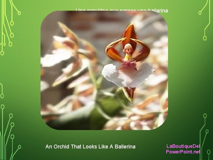 Una orquídea que parece una bailarina An Orchid That Looks Like A Ballerina La.