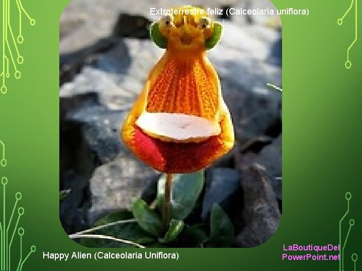 Extraterrestre feliz (Calceolaria uniflora) Happy Alien (Calceolaria Uniflora) La. Boutique. Del Power. Point. net