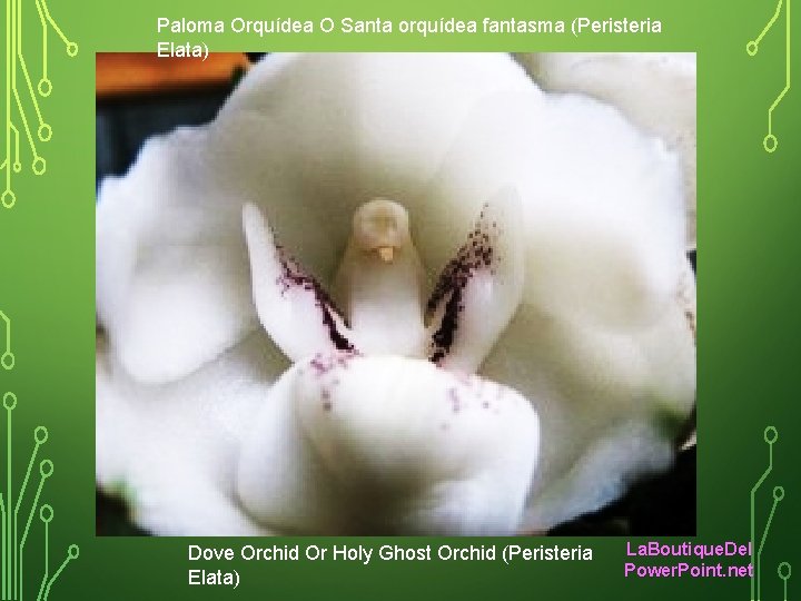 Paloma Orquídea O Santa orquídea fantasma (Peristeria Elata) Dove Orchid Or Holy Ghost Orchid