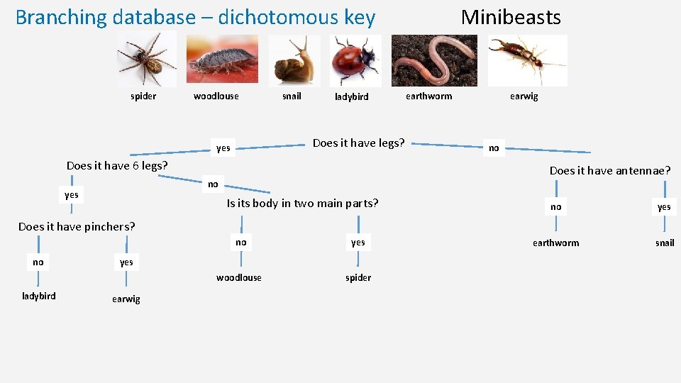 Branching database – dichotomous key spider woodlouse snail ladybird Does it have legs? yes