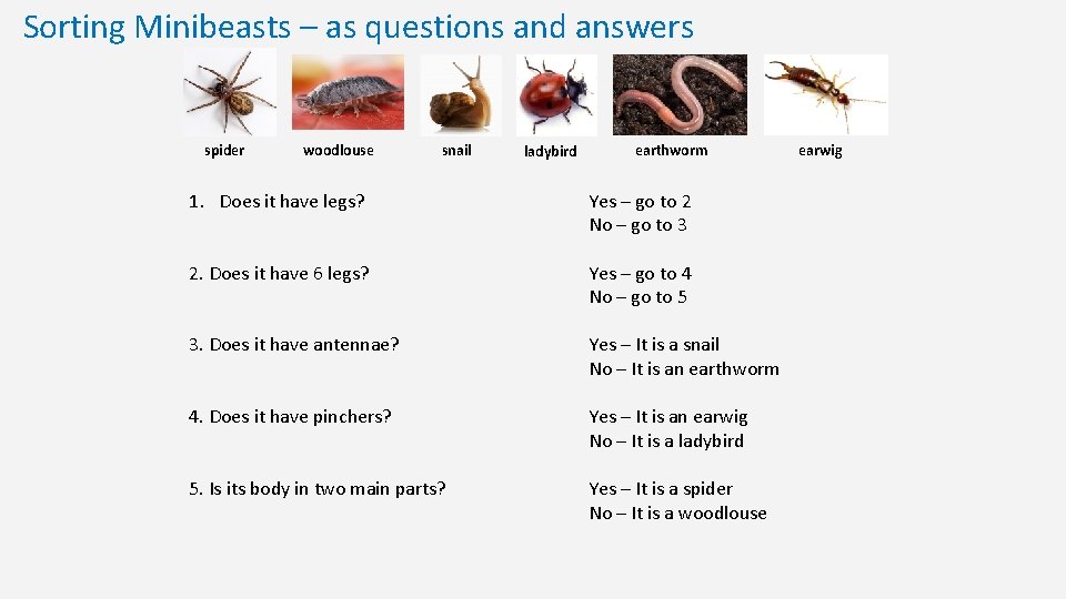 Sorting Minibeasts – as questions and answers spider woodlouse snail ladybird earthworm 1. Does