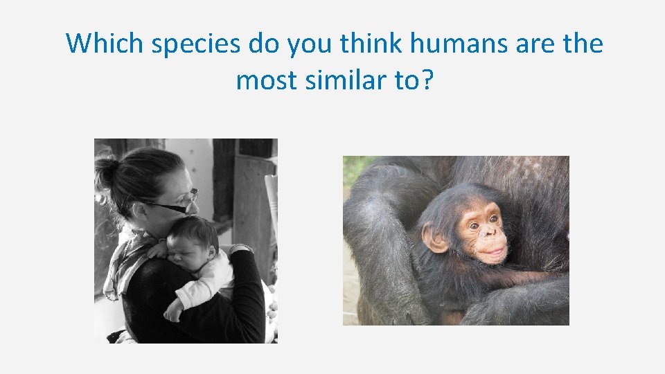 Which species do you think humans are the most similar to? 