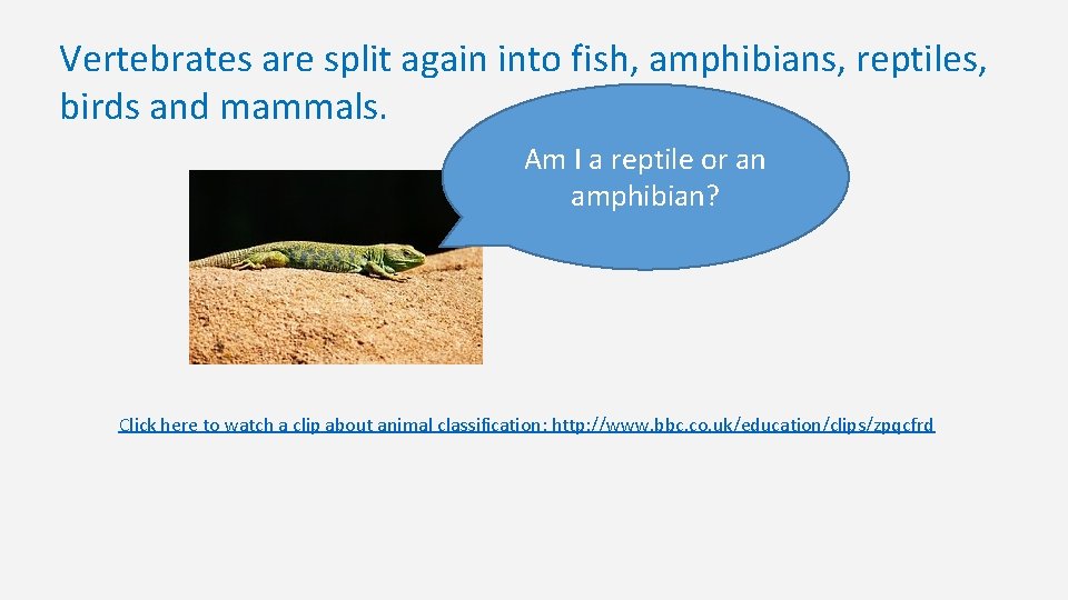 Vertebrates are split again into fish, amphibians, reptiles, birds and mammals. Am I a