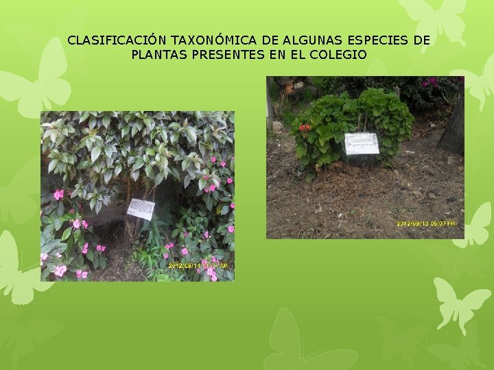 CLASIFICACIÓN TAXONÓMICA DE ALGUNAS ESPECIES DE PLANTAS PRESENTES EN EL COLEGIO 