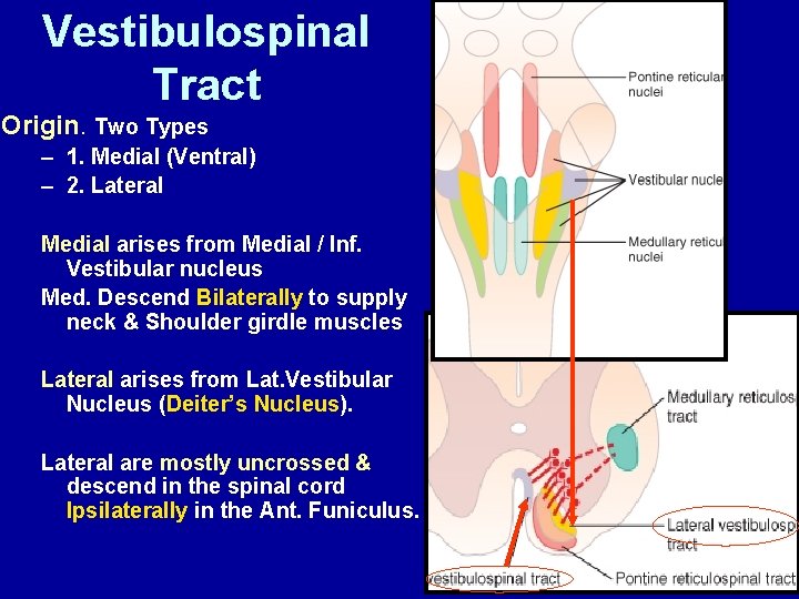 Vestibulospinal Tract Origin. Two Types – 1. Medial (Ventral) – 2. Lateral Medial arises