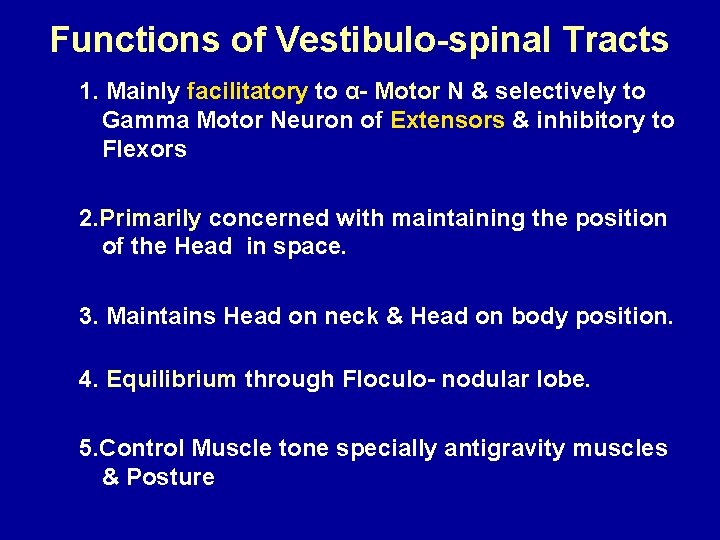 Functions of Vestibulo-spinal Tracts 1. Mainly facilitatory to α- Motor N & selectively to