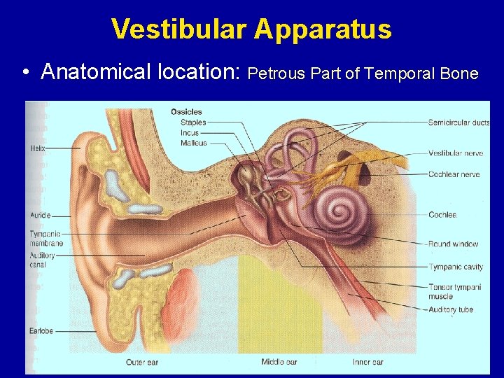 Vestibular Apparatus • Anatomical location: Petrous Part of Temporal Bone 