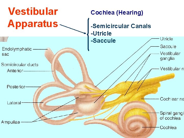 Vestibular Apparatus Cochlea (Hearing) -Semicircular -Utricle -Saccule Canals 