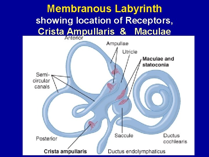 Membranous Labyrinth showing location of Receptors, Crista Ampullaris & Maculae 