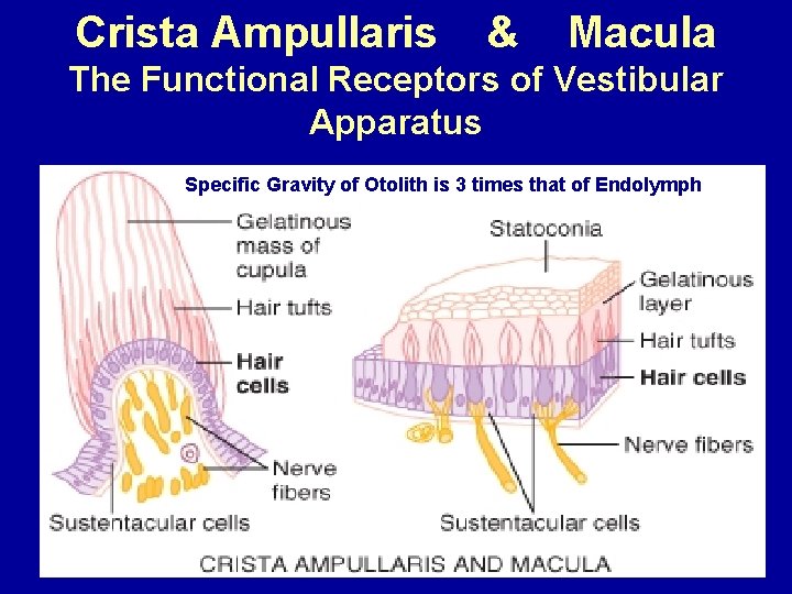 Crista Ampullaris & Macula The Functional Receptors of Vestibular Apparatus Specific Gravity of Otolith