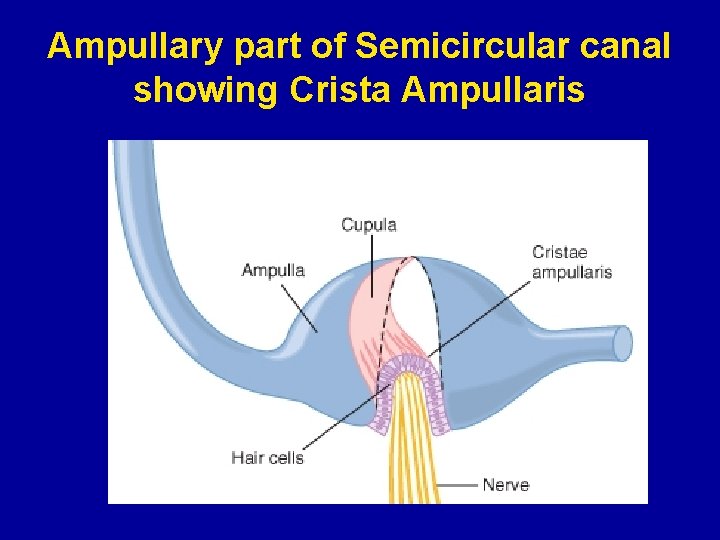 Ampullary part of Semicircular canal showing Crista Ampullaris 