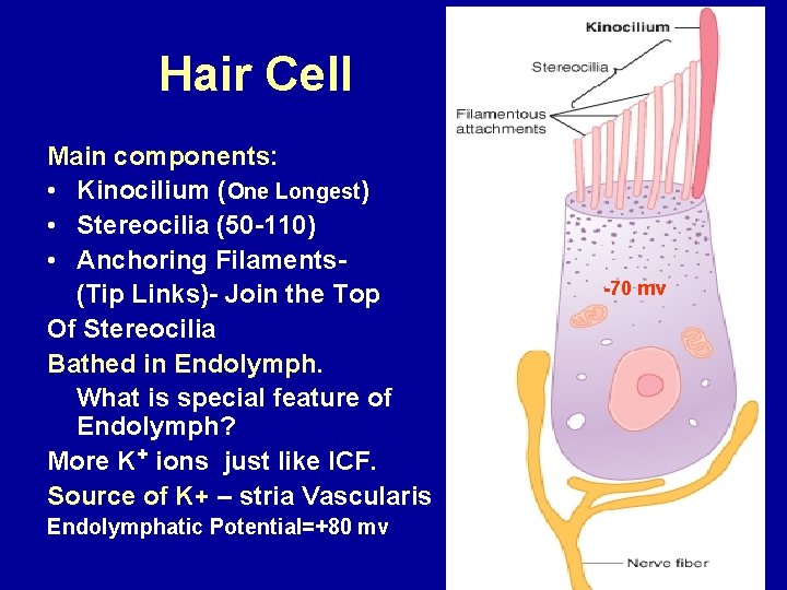 Hair Cell Main components: • Kinocilium (One Longest) • Stereocilia (50 -110) • Anchoring