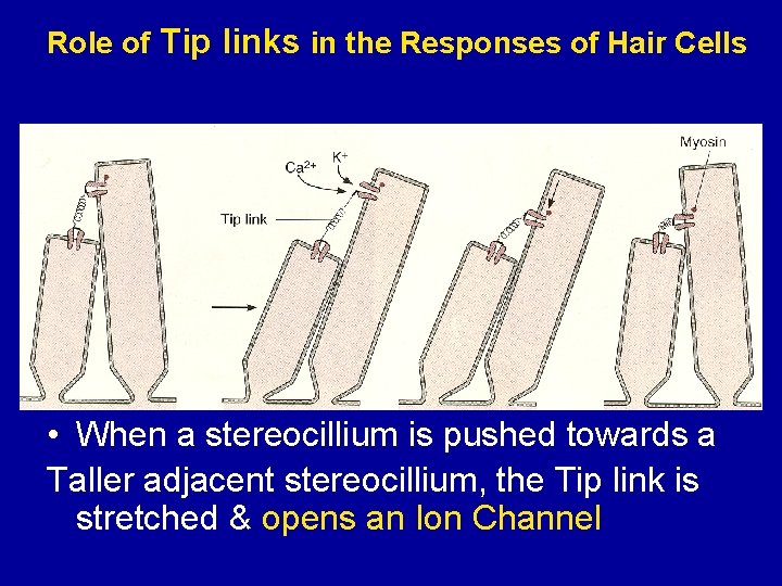 Role of Tip links in the Responses of Hair Cells • When a stereocillium