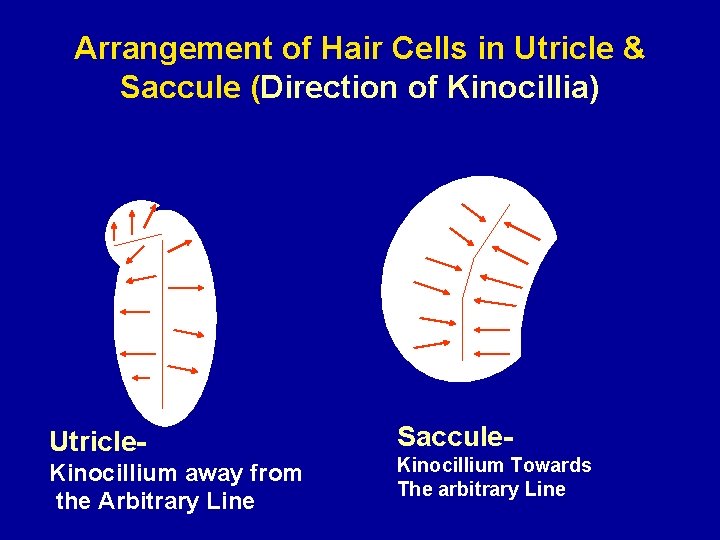 Arrangement of Hair Cells in Utricle & Saccule (Direction of Kinocillia) Utricle. Kinocillium away
