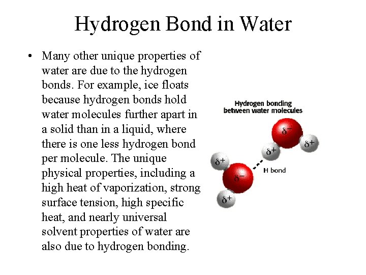 Hydrogen Bond in Water • Many other unique properties of water are due to