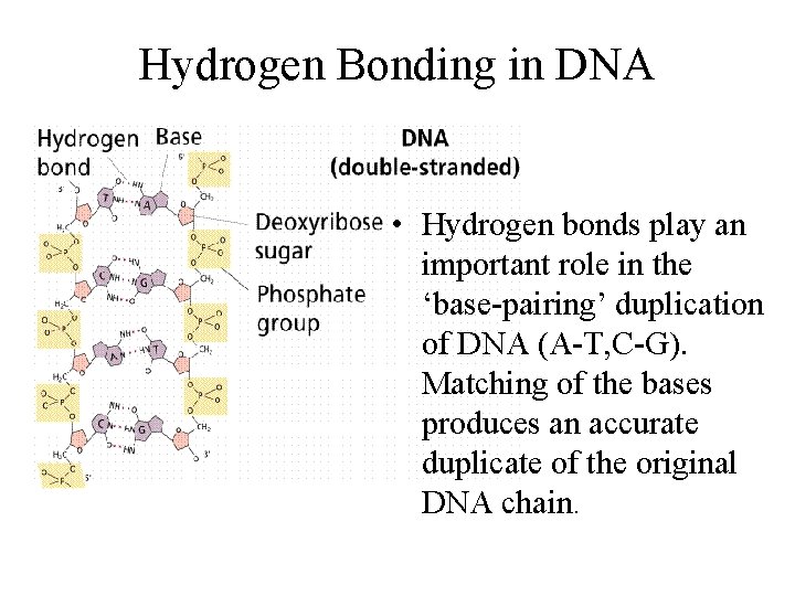 Hydrogen Bonding in DNA • Hydrogen bonds play an important role in the ‘base-pairing’