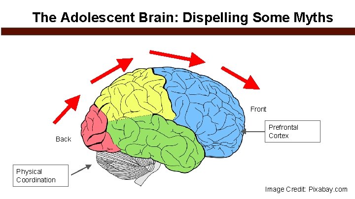 The Adolescent Brain: Dispelling Some Myths Front Back Prefrontal Cortex Physical Coordination Image Credit: