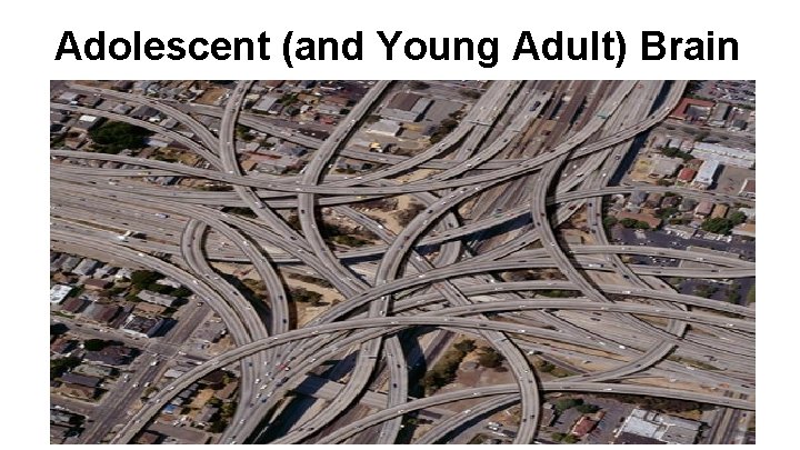 Adolescent (and Young Adult) Brain 