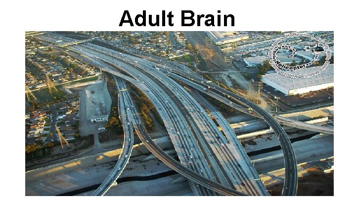 Adult Brain 
