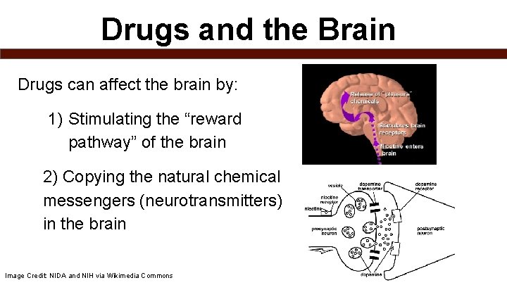 Drugs and the Brain Drugs can affect the brain by: 1) Stimulating the “reward