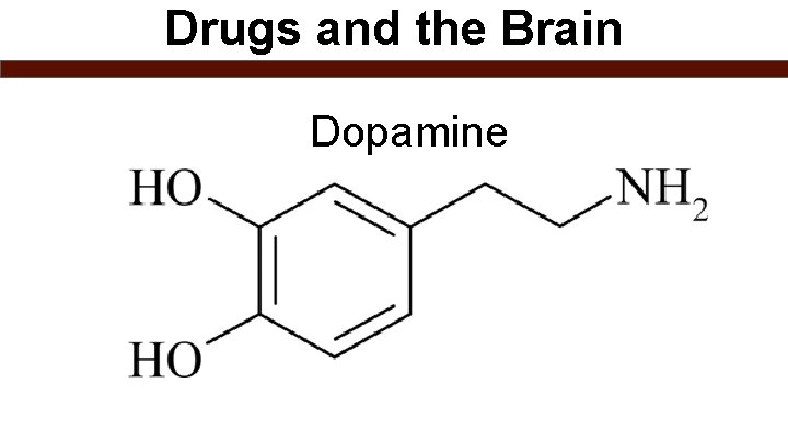 Drugs and the Brain Dopamine 