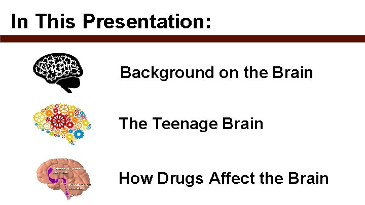 In This Presentation: Background on the Brain The Teenage Brain How Drugs Affect the