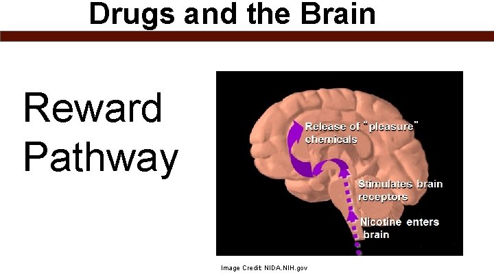 Drugs and the Brain Reward Pathway Image Credit: NIDA. NIH. gov 