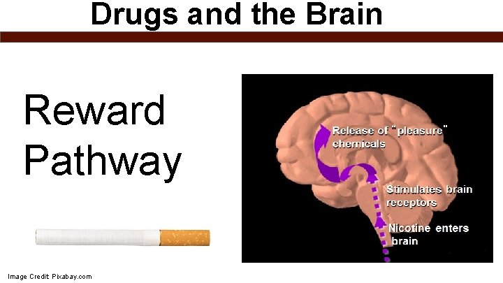Drugs and the Brain Reward Pathway Image Credit: Pixabay. com 