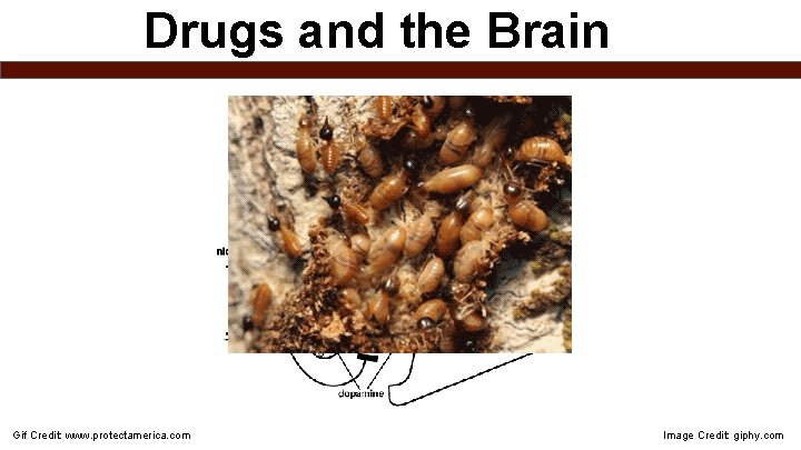 Drugs and the Brain Acetylcholine Gif Credit: www. protectamerica. com Image Credit: giphy. com