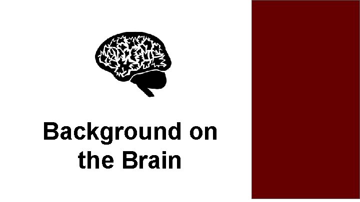 Background on the Brain 