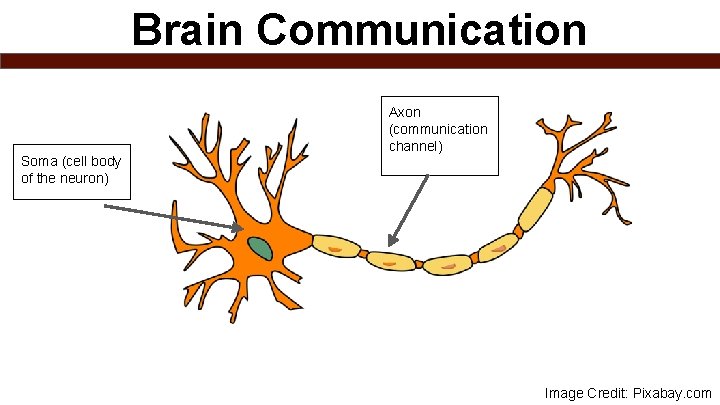 Brain Communication Soma (cell body of the neuron) Axon (communication channel) Image Credit: Pixabay.