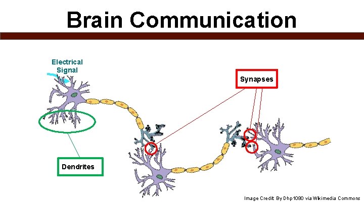 Brain Communication Electrical Signal Synapses Dendrites Image Credit: By Dhp 1080 via Wikimedia Commons