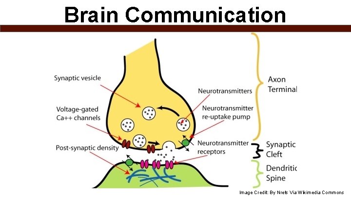 Brain Communication Image Credit: By Nrets Via Wikimedia Commons 