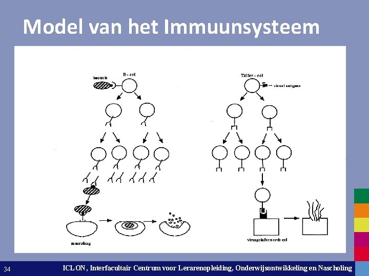 Model van het Immuunsysteem 34 ICLON, Interfacultair Centrum voor Lerarenopleiding, Onderwijsontwikkeling Leiden University. The