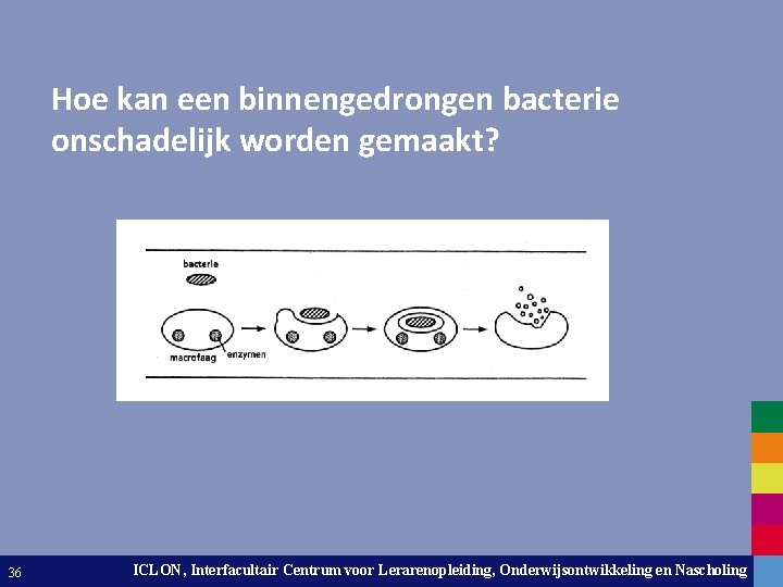 Hoe kan een binnengedrongen bacterie onschadelijk worden gemaakt? 36 ICLON, Interfacultair Centrum voor Lerarenopleiding,
