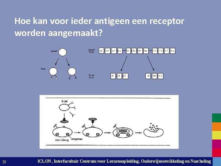 Hoe kan voor ieder antigeen receptor worden aangemaakt? 38 ICLON, Interfacultair Centrum voor Lerarenopleiding,